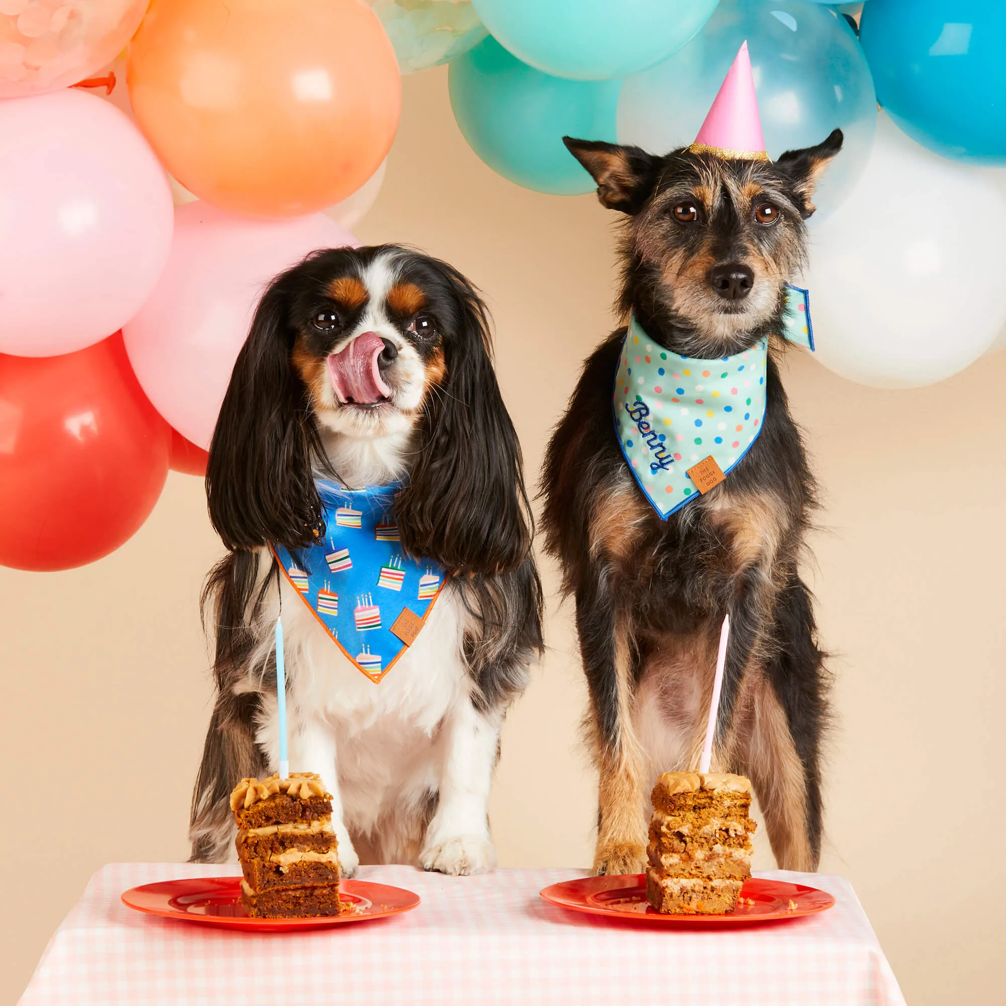 Confetti Dots Dog Bandana