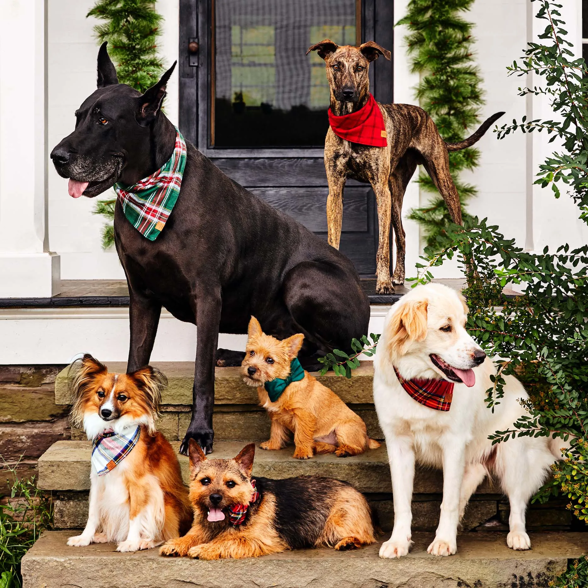 Holly Jolly Plaid Flannel Dog Bandana