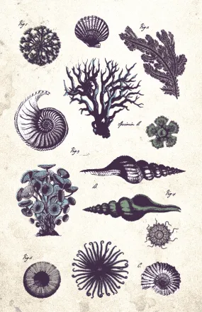 Ocean Life Vintage