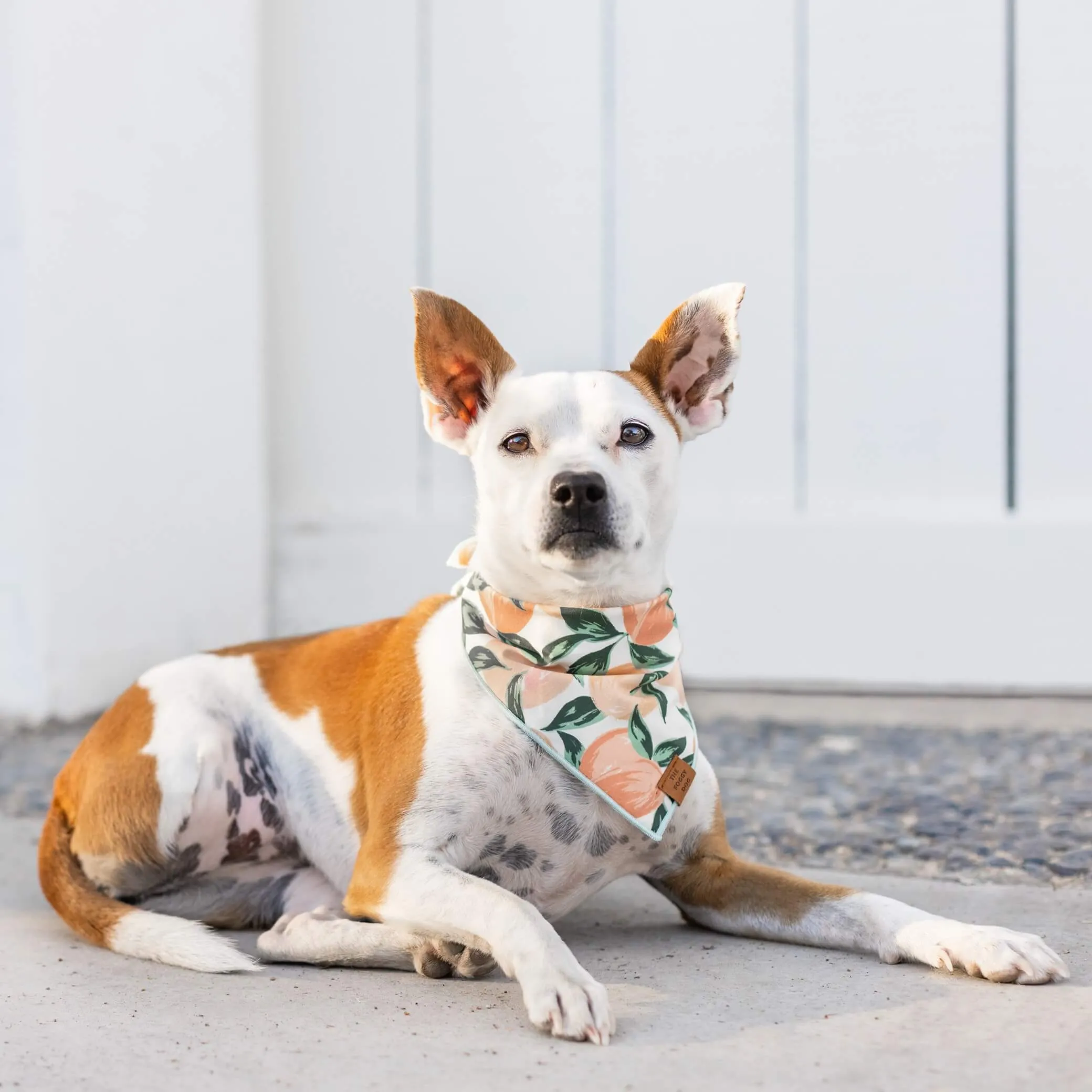 Peaches and Cream Dog Bandana