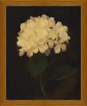 White Hydrangea (5280) - 12x16" & 16x20"