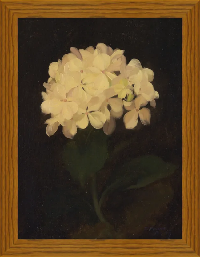 White Hydrangea (5280) - 12x16" & 16x20"