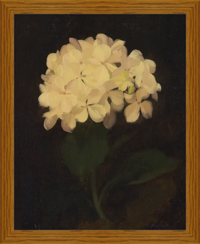 White Hydrangea (5280) - 12x16" & 16x20"