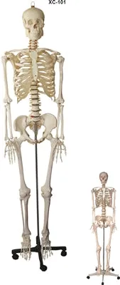 XC101 Skeleton life Size 180cm