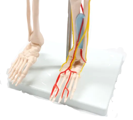 XC102B Skeleton with Blood Vessels