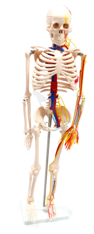 XC102B Skeleton with Blood Vessels