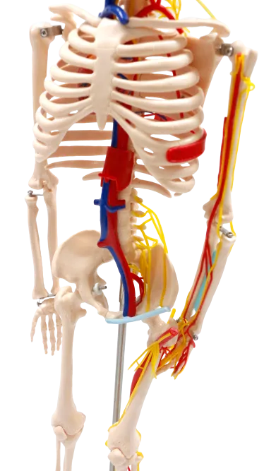 XC102B Skeleton with Blood Vessels