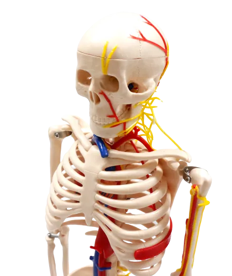 XC102B Skeleton with Blood Vessels