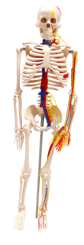 XC102B Skeleton with Blood Vessels