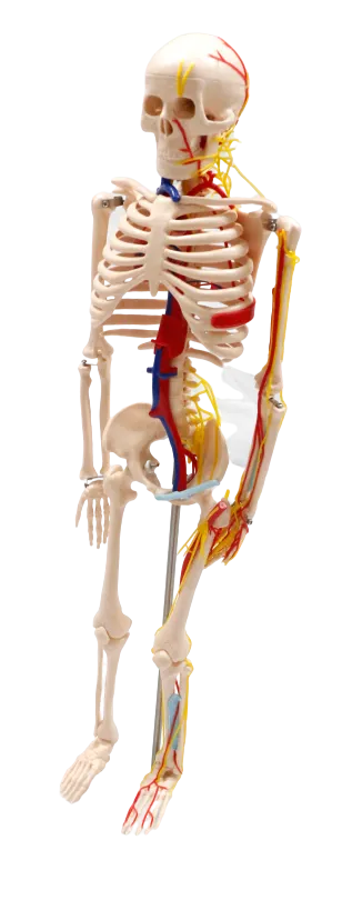 XC102B Skeleton with Blood Vessels