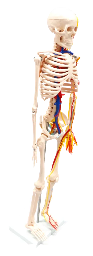 XC102B Skeleton with Blood Vessels