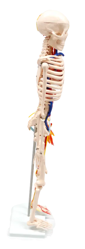 XC102B Skeleton with Blood Vessels