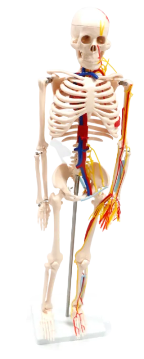 XC102B Skeleton with Blood Vessels