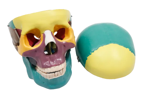 XC104C Colored Skull