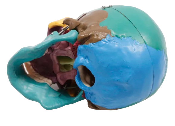 XC104C Colored Skull